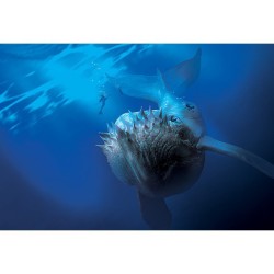 Jeux de société - Abyss extension Leviathan