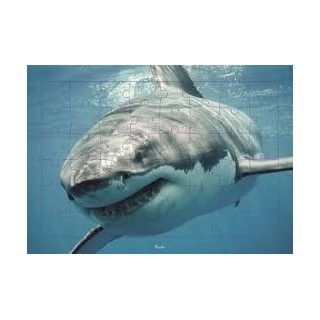 Puzzle Piccolia - Requin - 48 pièces