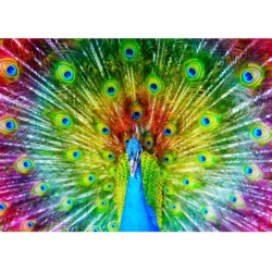 Puzzle Enjoy Puzzle : Colorful Peacock - 1000 Pièces
