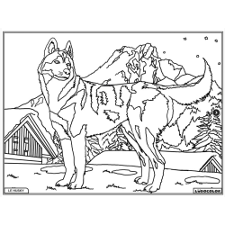 Ludocolor : Tableau velours - Le Husky