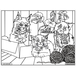 Ludocolor : Tableau velours - Les Chatons