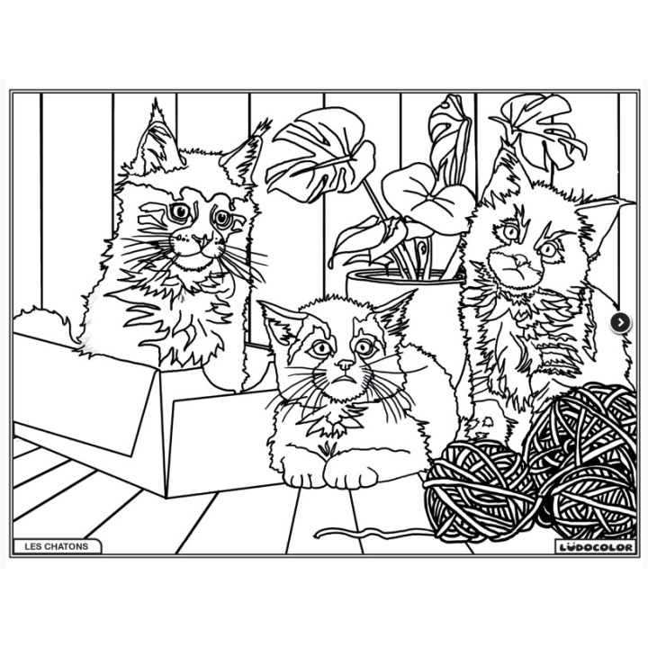 Ludocolor : Tableau velours - Les Chatons