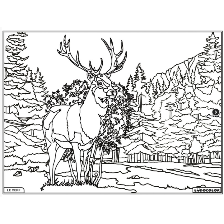 Ludocolor : Tableau velours - Le Cerf