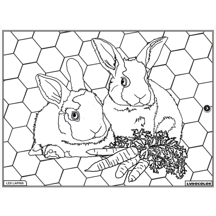Ludocolor : Tableau velours - Les Lapins Nains