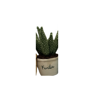Medium Plante Pots : 15/20cm