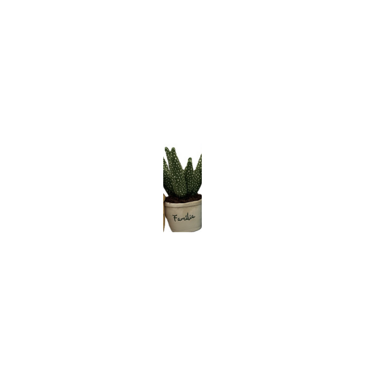 Medium Plante Pots : 15/20cm