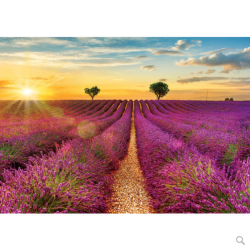 Puzzle - Route de la lavande