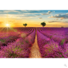 Puzzle - Route de la lavande