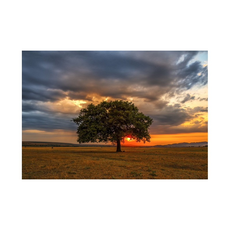 Puzzle Enjoy - Leaves Eclipse - 1000 pièces