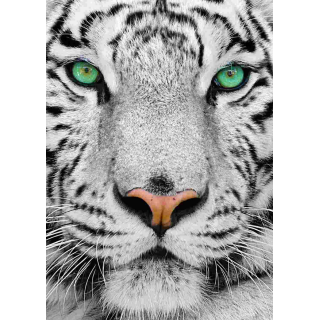 Puzzle Enjoy - Withe Siberian Tiger
