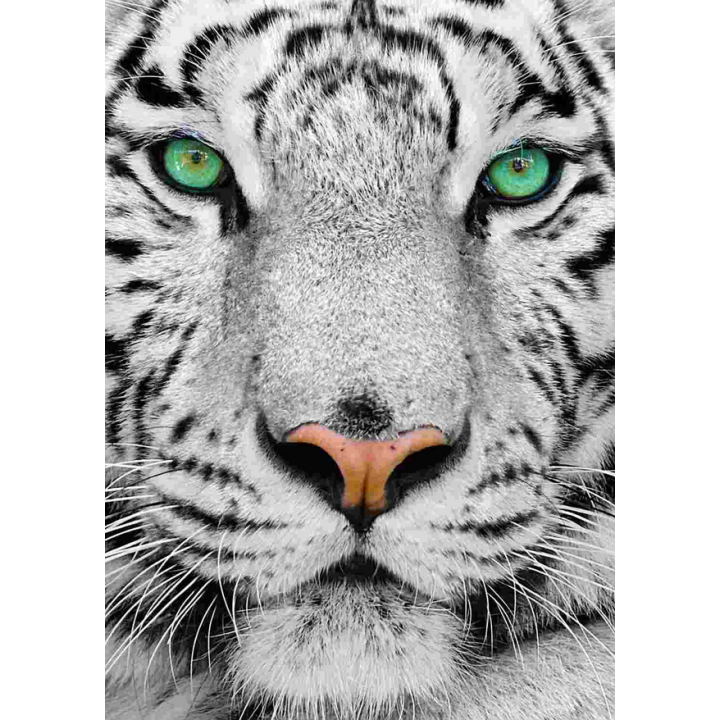 Puzzle Enjoy - Withe Siberian Tiger