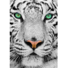 Puzzle Enjoy - Withe Siberian Tiger