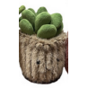 Peluche - Small Plante Pots : 10/16cm