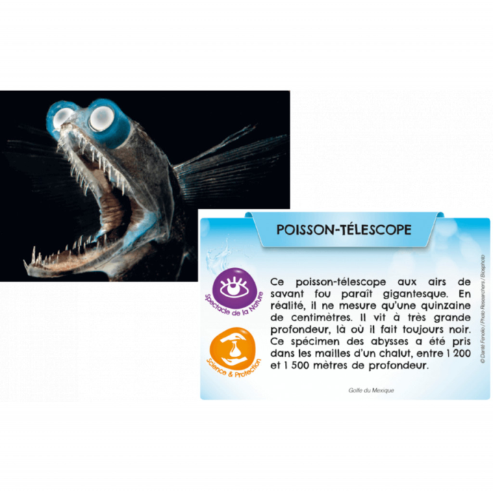 Jeux de société - Bioviva - Planète : Mers et Océans